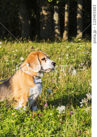 A cute beagle is sitting in the grass, tongue out, enjoying the day A cute beagle is sitting in the grass, tongue out, enjoying the day 118465883