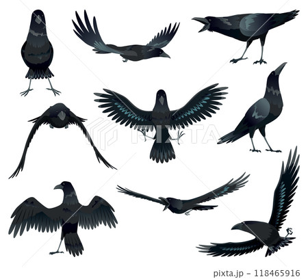 Ravens. Silhouettes Representing Various Bird Species Captured in Moments of Flight and Resting 118465916