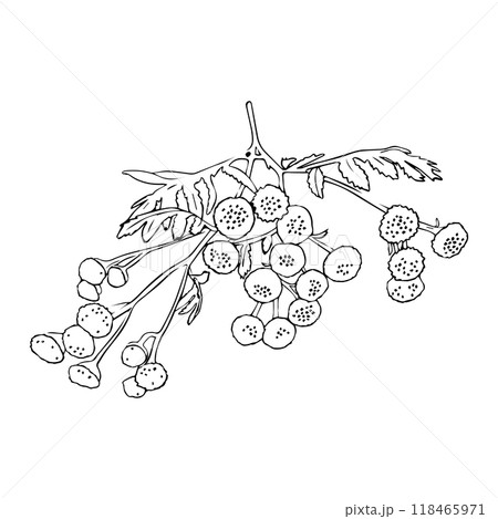 Black and white vector sketch of grass with flowers Achillea Milefolium or Yarrow , hand drawn, element for decorative floral design, isolated on white 118465971