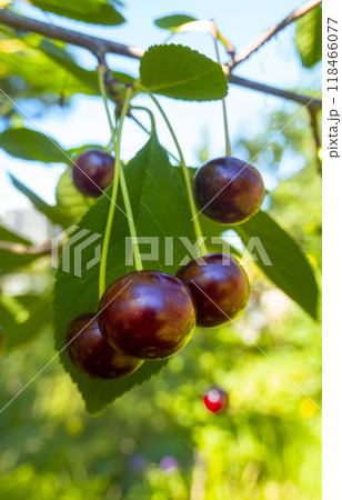 Red and sweet cherries on a branch just before harvest in early summer Red and sweet cherries on a branch just before harvest in early summer 118466077