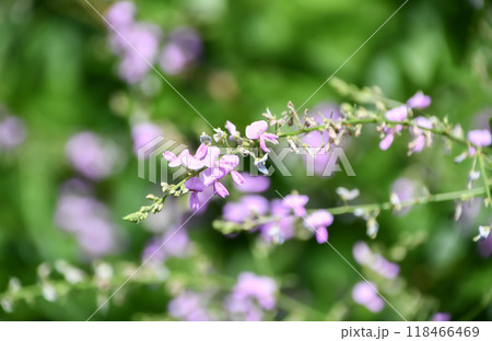 ハギ ハギ 118466469