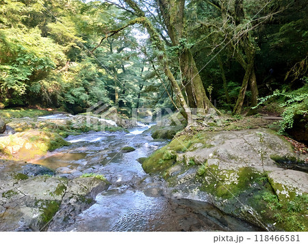 早朝の菊池渓谷の清らかなる渓流のようす 早朝の菊池渓谷の清らかなる渓流のようす 118466581