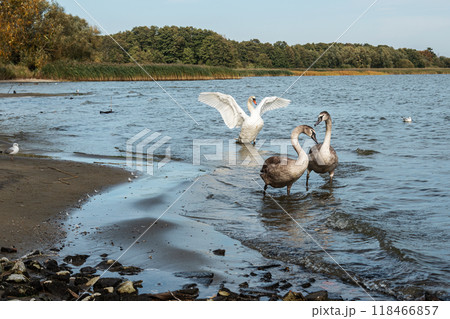 Swans on banks of Curonian Lagoon on Curonian Spit in village Lesnoy. Russia Swans on banks of Curonian Lagoon on Curonian Spit in village Lesnoy. Russia 118466857