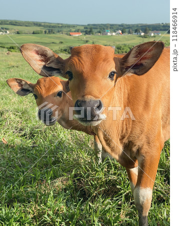 Two brown Bali young cows  in green pasture highlands 118466914