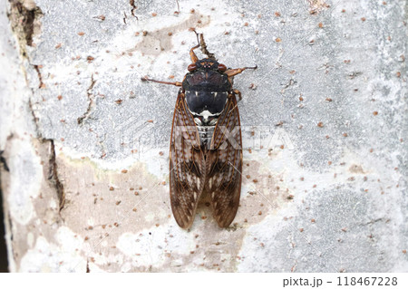 木にとまったアブラゼミ 118467228