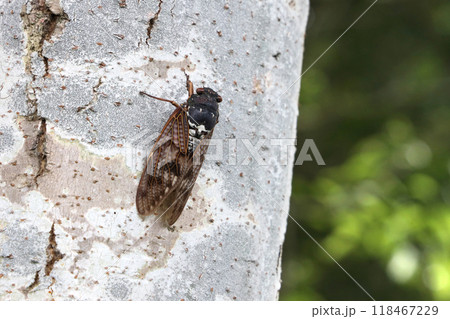 木にとまったアブラゼミ 118467229