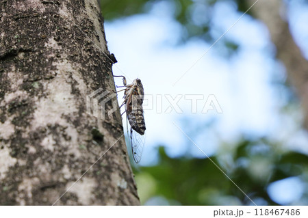木にとまるツクツクボウシ 木にとまるツクツクボウシ 118467486