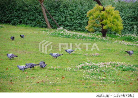 カワラバト ドバト 鳩 カワラバト ドバト 鳩 118467663