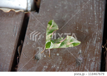 ウンモンスズメ 118467679