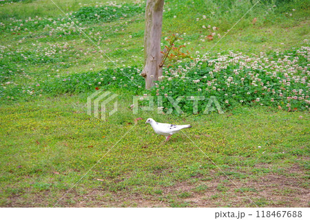 カワラバト　ドバト　白い鳩 118467688