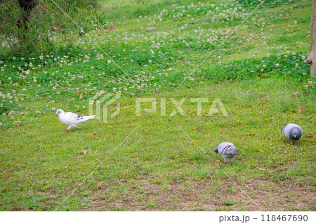 カワラバト ドバト 鳩(白変種) カワラバト ドバト 鳩(白変種) 118467690