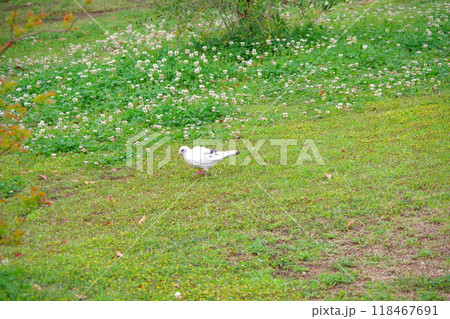 カワラバト　ドバト　白い鳩 118467691