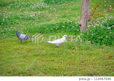 カワラバト　ドバト　白い鳩 118467696