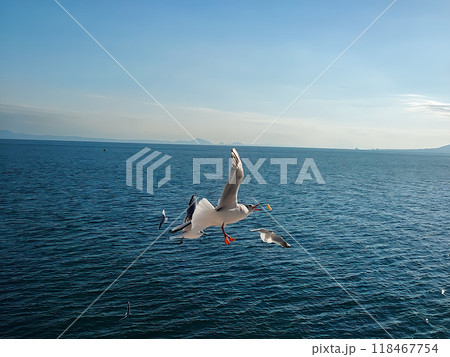 投げ餌を目指すカモメ 投げ餌を目指すカモメ 118467754