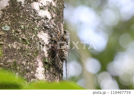 木にとまってるツクツクボウシ 118467759