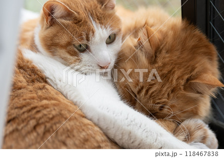 窓辺でくつろぐ二匹の猫 窓辺でくつろぐ二匹の猫 118467838