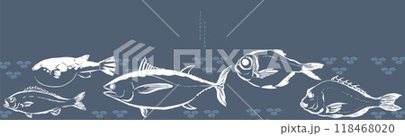 Set of hand draw sea food products. Marine fish. Bluefin tuna, Puffer, red seabeam round, grunt, golden snapper fish illustration in vintage style. Cooking delicatessen ingredients. Seafood of Japan 118468020