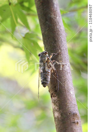 木にとまるツクツクボウシ 118468097