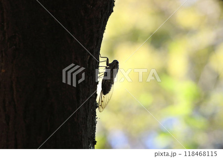 木にとまるツクツクボウシ 木にとまるツクツクボウシ 118468115