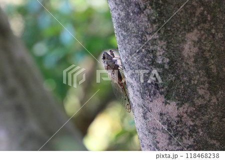木にとまったツクツクボウシ 木にとまったツクツクボウシ 118468238