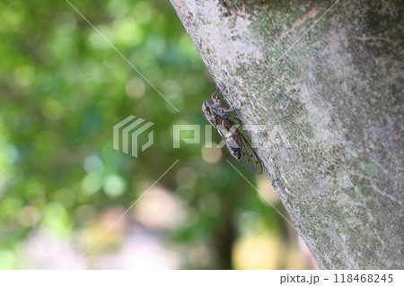 木にとまったツクツクボウシ 木にとまったツクツクボウシ 118468245