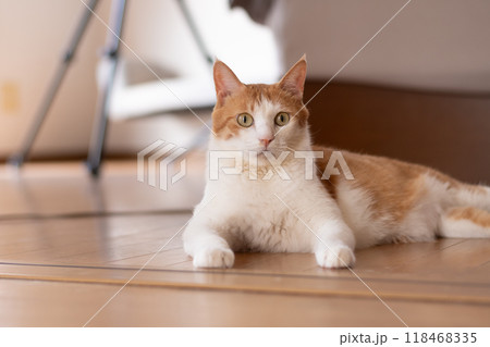 くつろぐ猫　茶トラ白 118468335