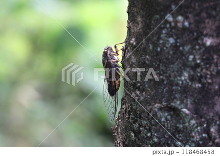 木にとまったツクツクボウシ 木にとまったツクツクボウシ 118468458
