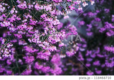 春3月ピンクのジャノメエリカの花 春3月ピンクのジャノメエリカの花 118468710