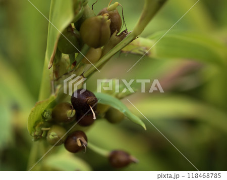 9月に実った可愛らしいジュズダマの実 118468785