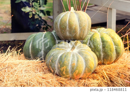 Thanksgiving decor with pumpkins in a garden. Pumpkins with rural decor on haystack. Halloween symbols. 118468811
