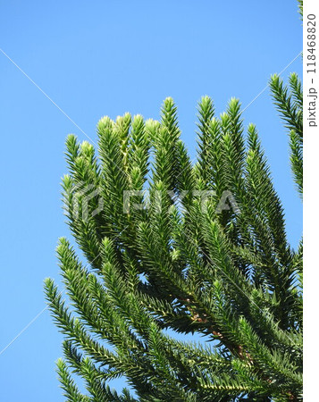 チリマツ（別名：モンキーパズル） 118468820