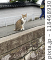 よく来てくれたねと出迎えてくれた猫 118468930