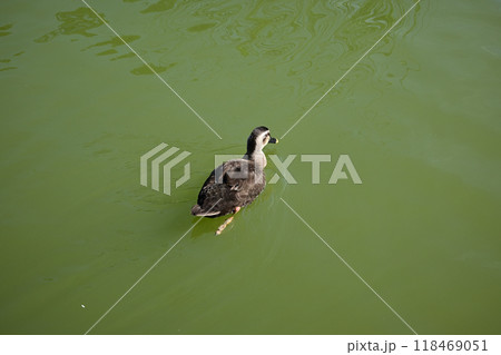 鴨　水鳥　水辺 118469051