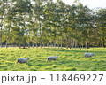 草原の羊 118469227