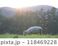 草原の羊 118469228