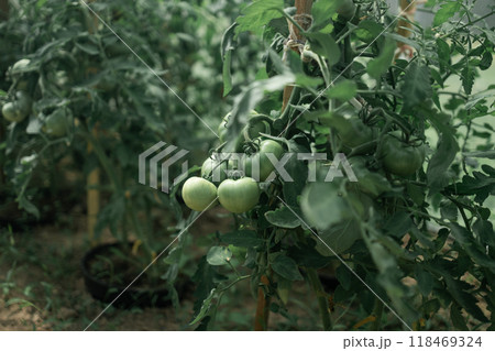 Beds with bushes of green tomatoes in the open ground tied to a wooden peg. Greenhouse with tomato bushes. Green seedlings. Agriculture and horticulture. Beds with bushes of green tomatoes in the open ground tied to a wooden peg. Greenhouse with tomato bushes. Green seedlings. Agriculture and horticulture. 118469324