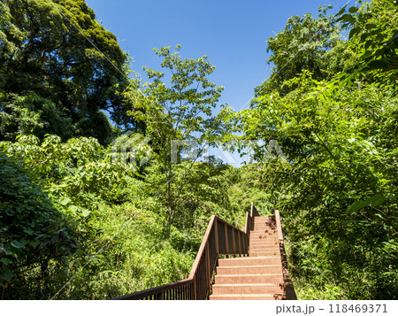 小網代の森の夏 118469371
