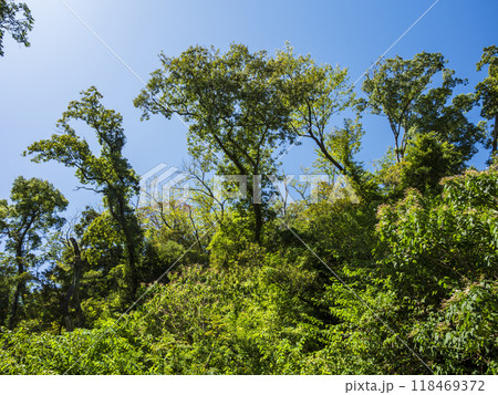 小網代の森の夏 118469372