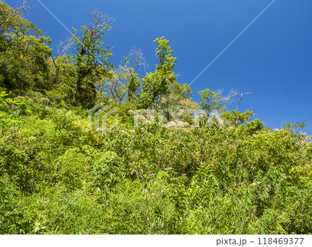 小網代の森の夏 118469377