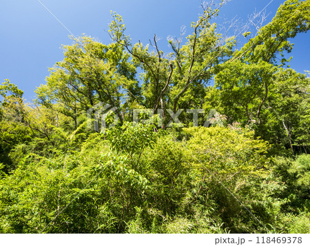 小網代の森の夏 118469378