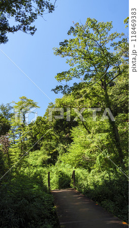 小網代の森の夏 小網代の森の夏 118469383