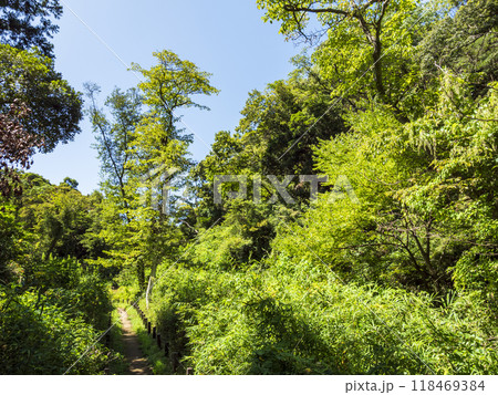 小網代の森の夏 小網代の森の夏 118469384