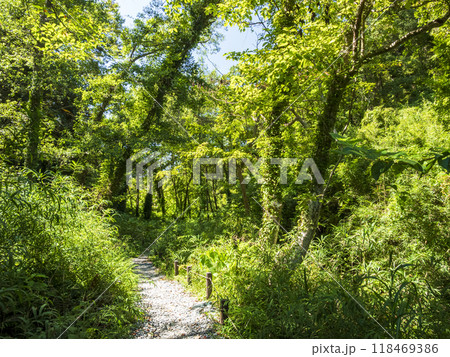 小網代の森の夏 118469386