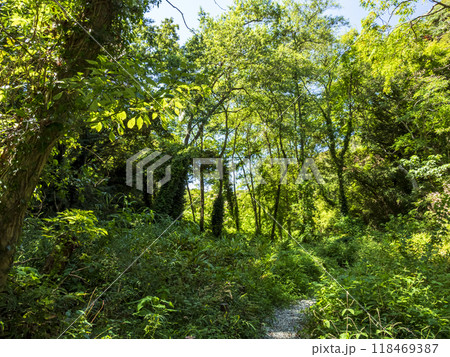 小網代の森の夏 118469387