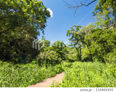 小網代の森の夏 118469393