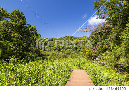 小網代の森の夏 小網代の森の夏 118469396