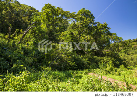 小網代の森の夏 118469397