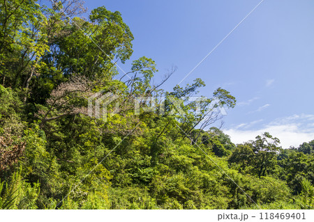 小網代の森の夏 小網代の森の夏 118469401