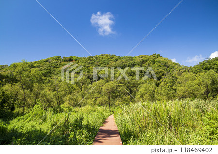 小網代の森の夏 118469402