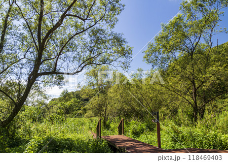 小網代の森の夏 118469403
